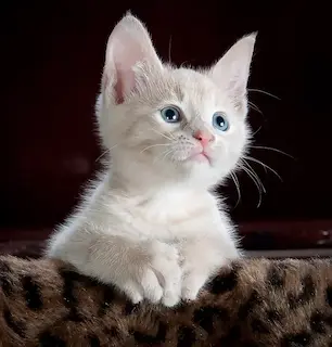 Foto de perfil de Nerea Á.