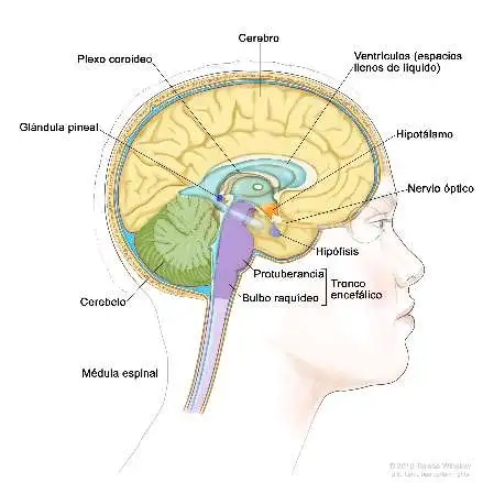 Image of brain parts.