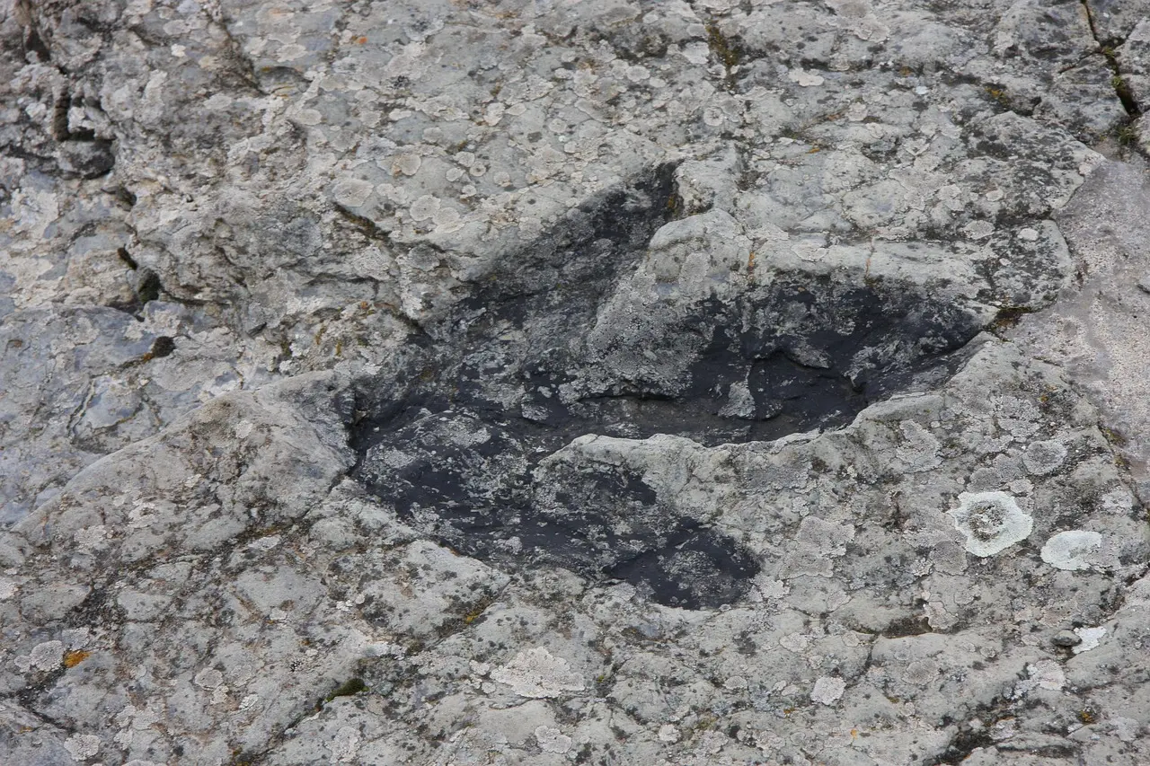 Fossils. Traces of the Past