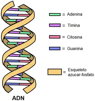 DNA molecule with its parts