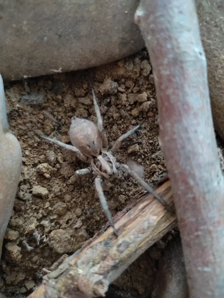 Spiders