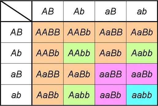 Punnett Square