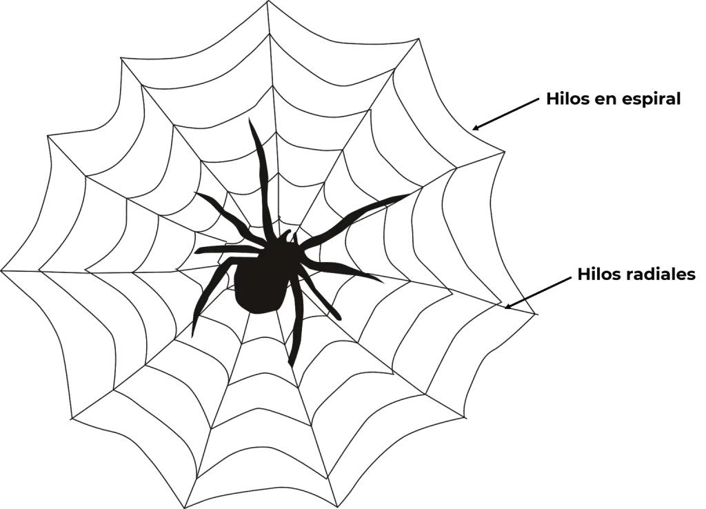 Drawing explaining the parts of a spider web.