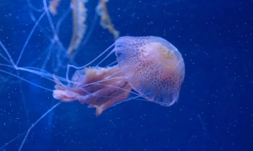Photograph of Pelagia noctiluca