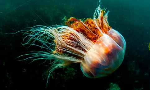 Jellyfish